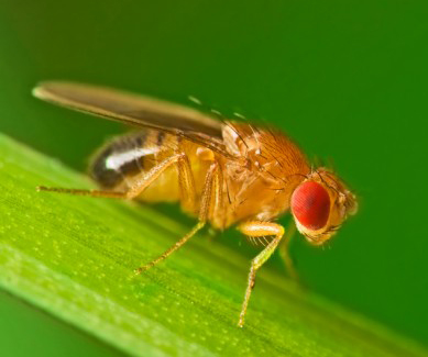 male-fruit-flies