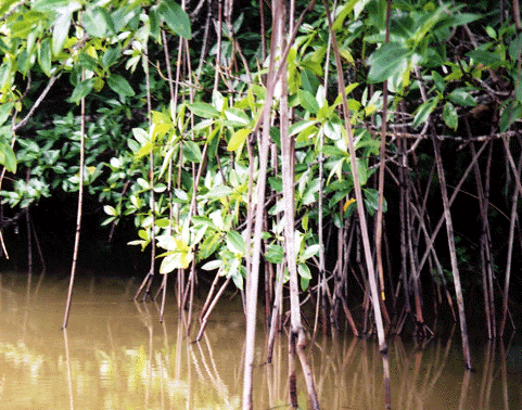 Mangroves face a big threat