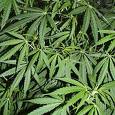 Marijuana Active Component May Help Fight Brain Cancer Cells