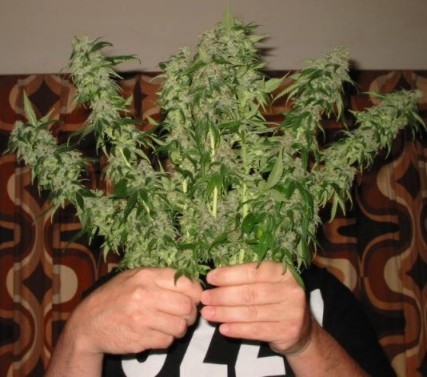 Anti-drug activists anger sting over marijuana campaign 