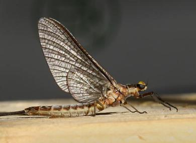 mayfly