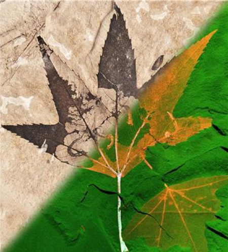 mn-year-old-fossil-plant