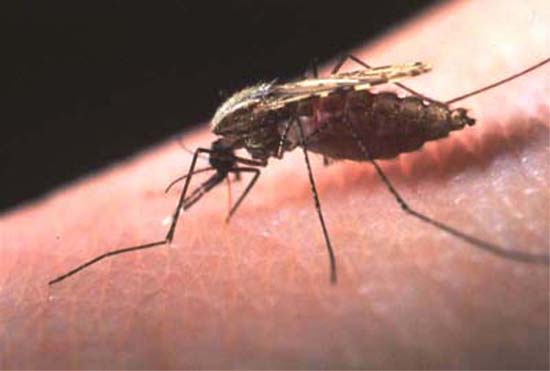 Malaria Mosquito