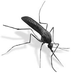 Mosquitoes ''sing'' in perfect harmony to find right partner