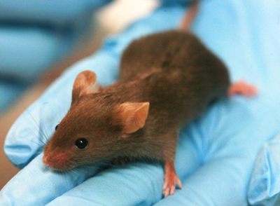 Mammalian hearts have limited ability to regenerate 