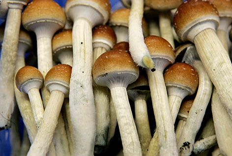 Mushroom farming becoming popular in Himachal