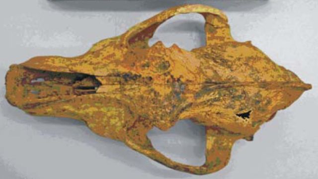 oldest-skull-ancestor-dogs