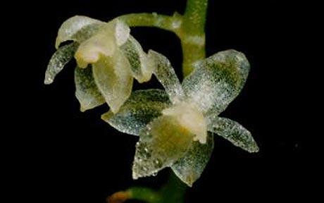 Smallest orchid in the world discovered in Ecuador