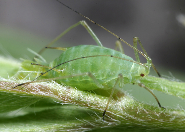 pea-aphids