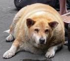 Study: Pets Are Becoming Obese Due To Junk Food Diets