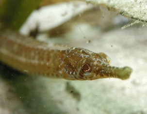 ‘Pregnant’ fish fathers suck the life out of their own offspring