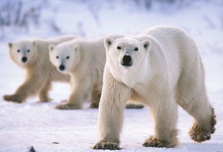polar-bear