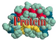 protein