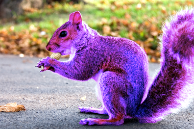 Purple squirrel leaves British experts baffled