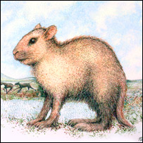 Rabbit fossil found in India