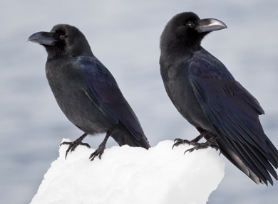 ravens