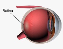 Researchers engineer proteins to help restore vision