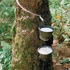 indian rubber