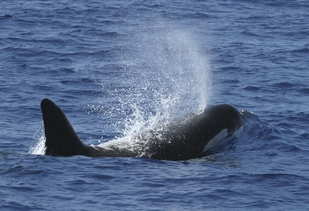 satellite-helps-spot-whales