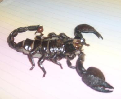 scorpion