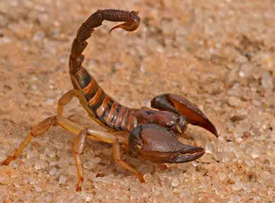 scorpions