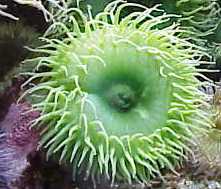 Sea anemone sting-laced cream may make painful diabetes jabs history