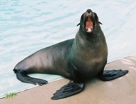 Police rescue baby seal from California highway 