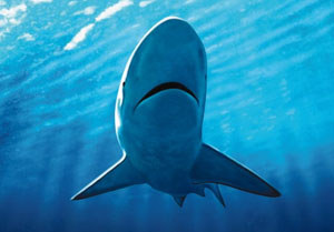 Shark attacks swimmer in New Zealand