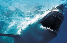 Sharks hunt their victims just like serial killers