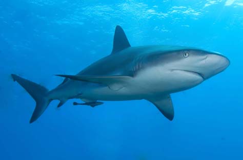 25pc of sharks and rays at high risk of extinction