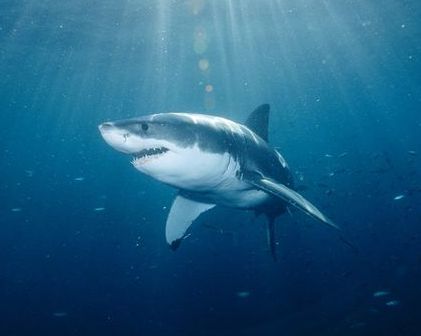 Why sharks 'appear to be math genius' revealed 