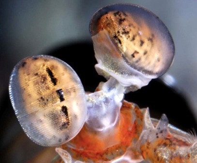Mantis shrimps could inspire next gen DVD and CD players
