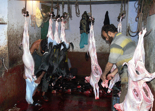 slaughtering