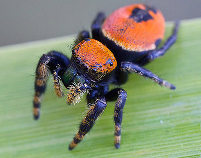 small-velvet-spider