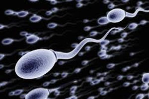 Radiation exposure affects sperm quality: Study
