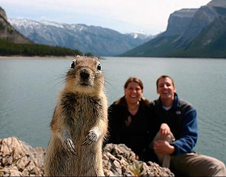 ‘Star’ squirrel pops into shot, crashes couple''s holiday snap!