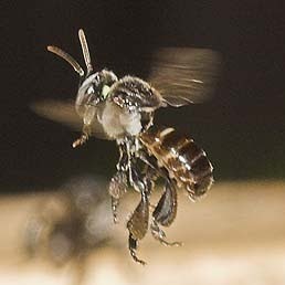 Aussie bees ''mummify'' beetle intruders alive