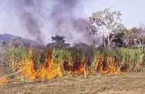 Sugar Cane Burn