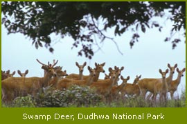 Rhinos find new home in Dudhwa Sanctury