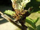 Liberia caterpillar swarm riddle  