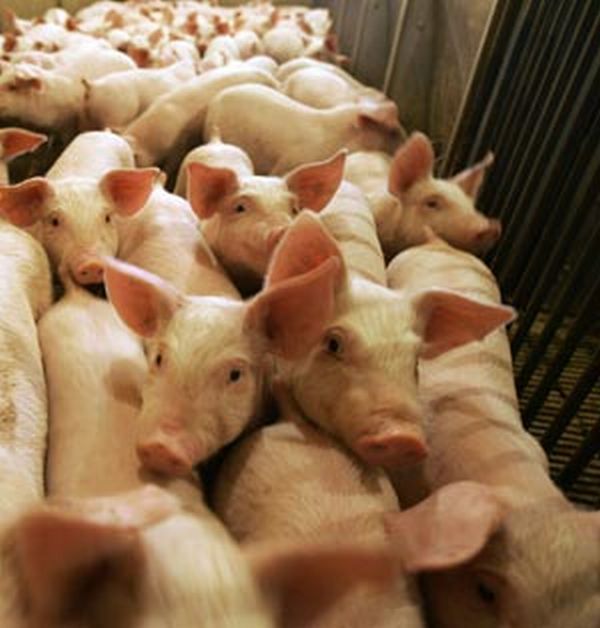Swine Flu