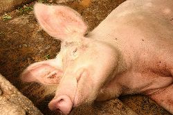 Japan ups health inspections, seeks vaccines against swine flu 