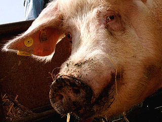 New York considers closing schools if swine flu spreads