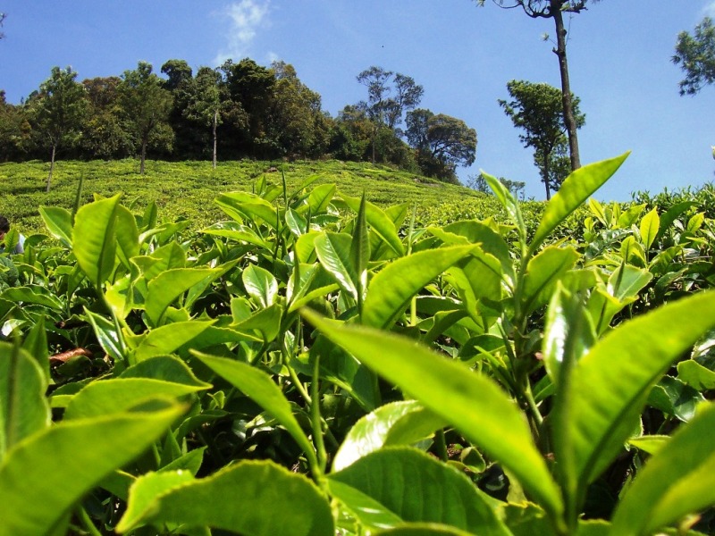 tea-garden