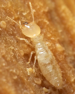 Sugar may be tenacious termite’s Achilles heel