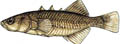thrspinm fish