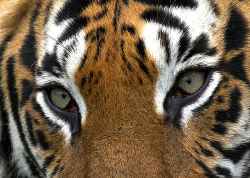 tiger
