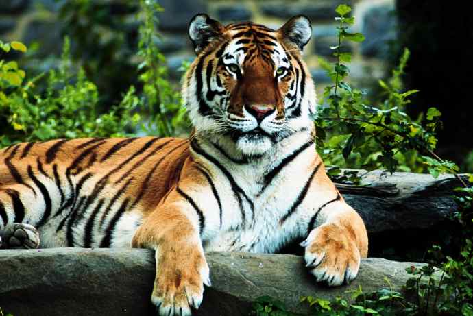 Indian scientists make major breakthrough in tiger conservation