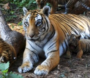 Forest officials from India, Nepal begin sophisticated tiger survey 