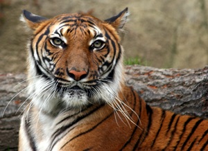 New virus putting tiger population at threat of extinction